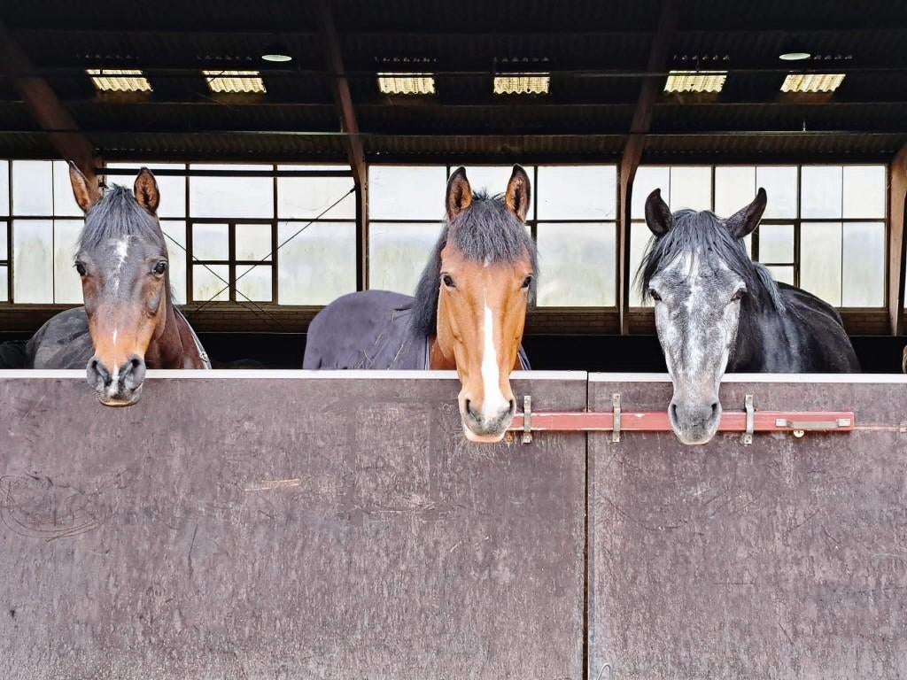 Gezocht: Betrouwbare kinderpony voor manege, Dieren en Toebehoren, Ophalen, Overige soorten