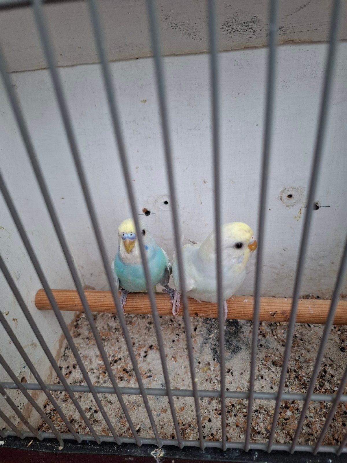 Koppel, Dieren en Toebehoren, Meerdere dieren, Parkiet, Geringd
