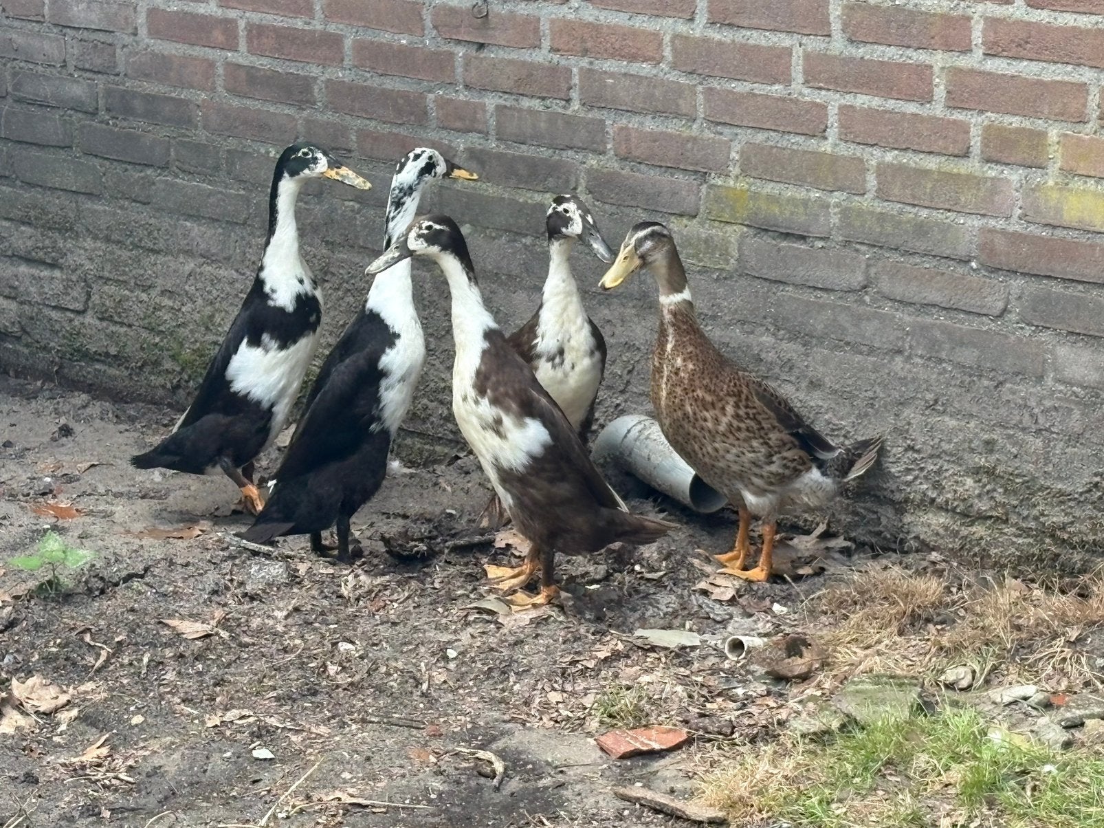 Loopeenden, Dieren en Toebehoren, Pluimvee, Meerdere dieren, Eend