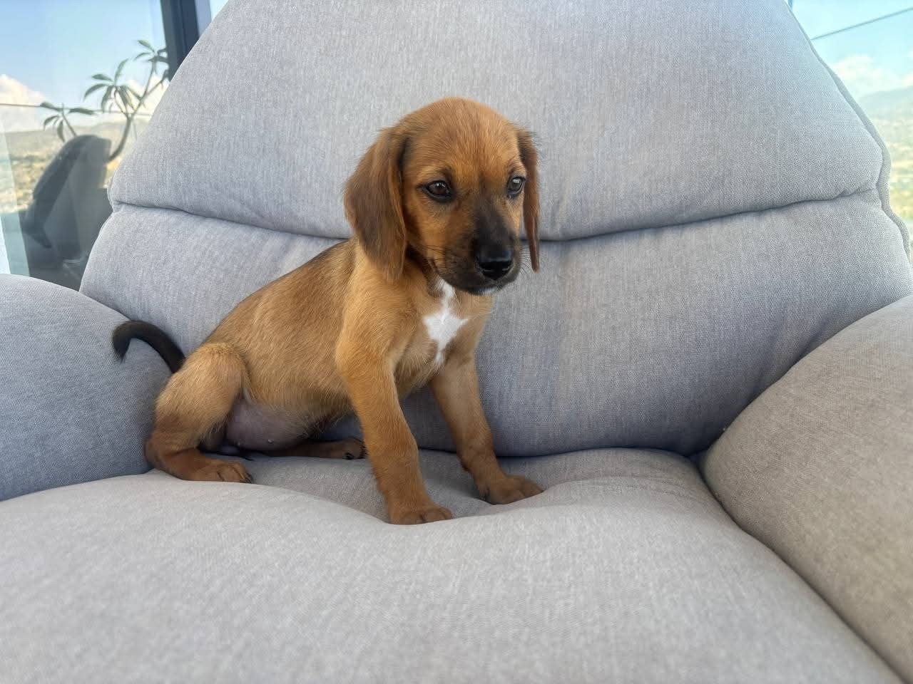 Lipa is op zoek naar een fantastisch gezin, Dieren en Toebehoren, Honden | Niet-rashonden, 15 weken tot 1 jaar, Handelaar, Buitenland