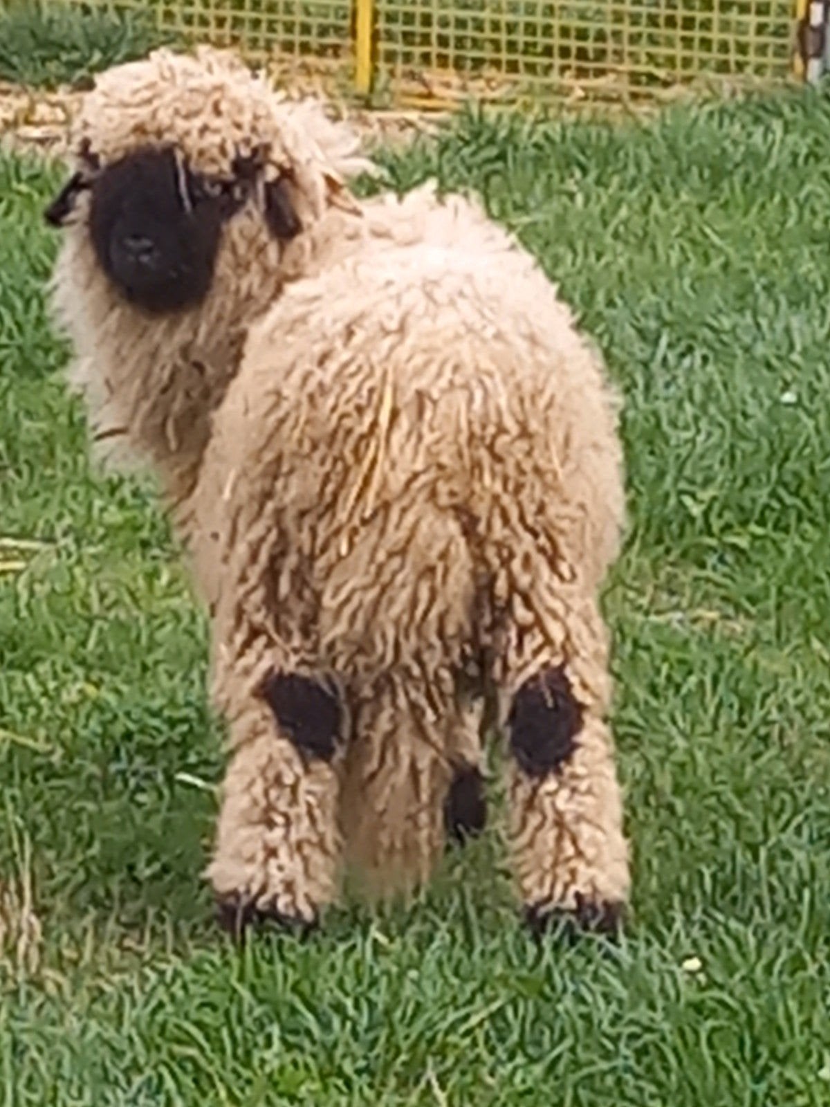 Walliser Schwartznase dekrammen te koop/te huur, Mannelijk, Schaap