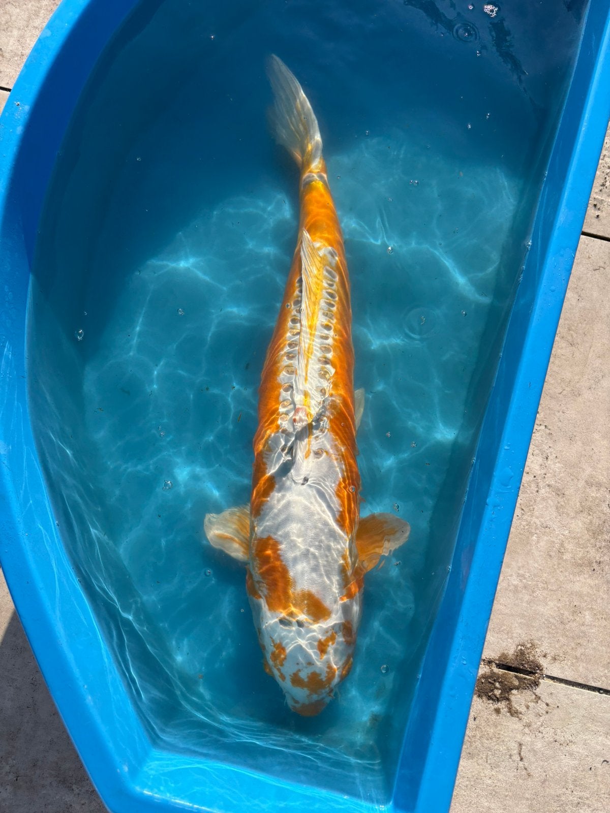 Doitsu hariwake 78cm., Karper of Koi