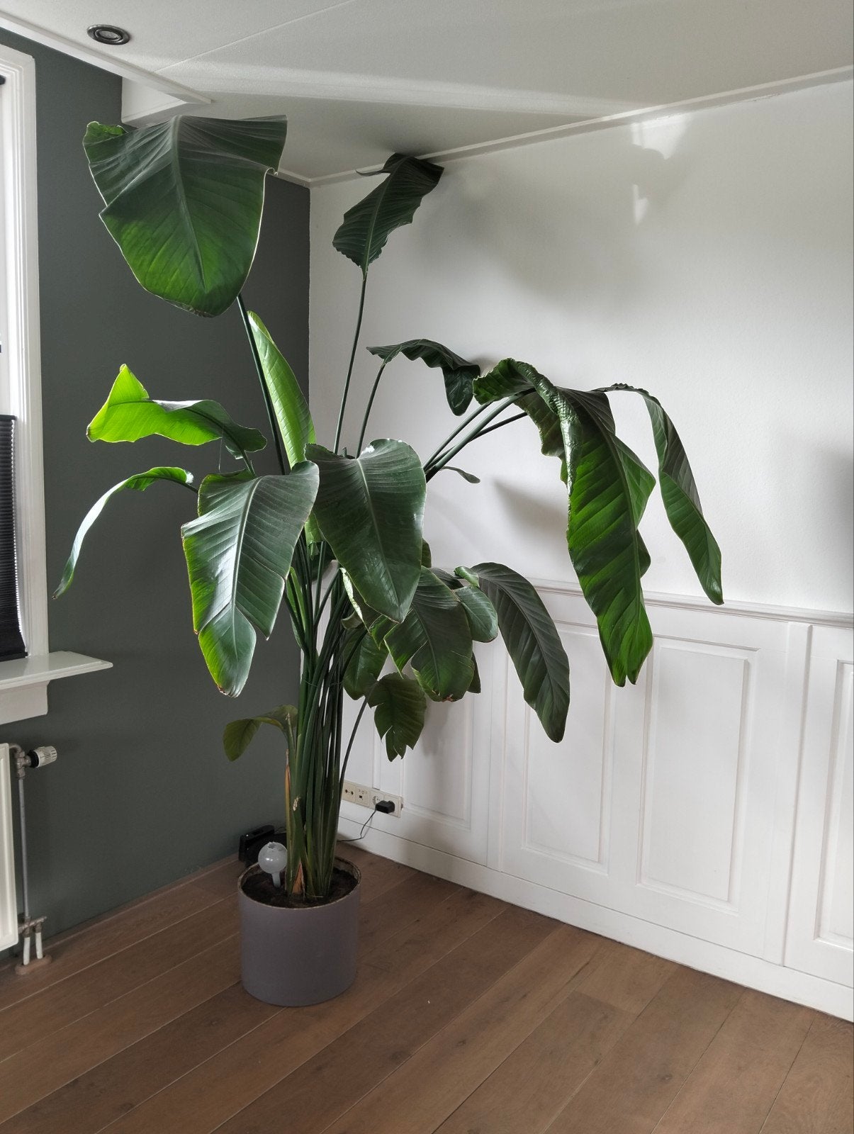 Grote Strelitzia Nicolai (Paradijsvogelplant), Huis en Inrichting, Ophalen, 200 cm of meer, Overige soorten, In pot