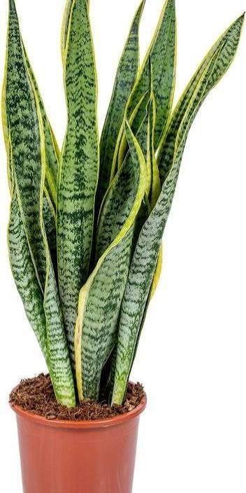 Sansevieria / vrouwentong, Bloeit niet, Overige soorten, Minder dan 100 cm, Ophalen