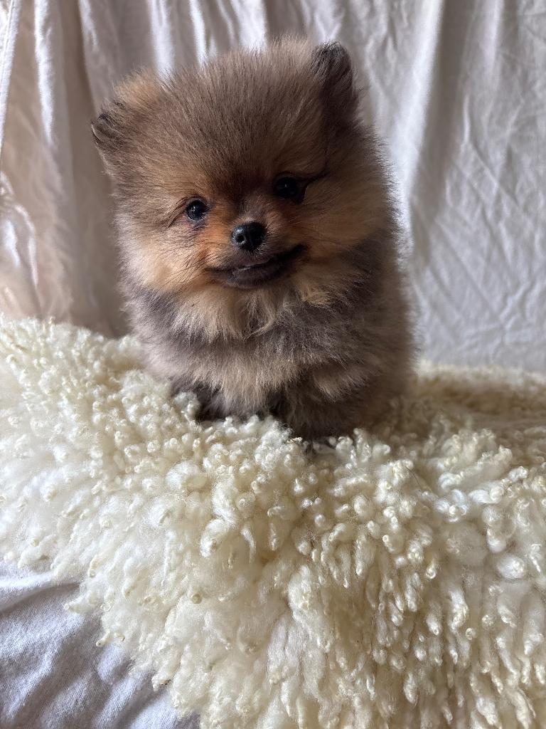Pomeriaan- pomeranian - 2 pups, Dieren en Toebehoren, Parvo, Nederland, 8 tot 15 weken, Poolhond
