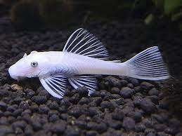 Ancistrus Snow White 3-4 cm uit eigen kweek € 9,50!!!, Dieren en Toebehoren, Vissen | Aquariumvissen, Vis, Zoetwatervis