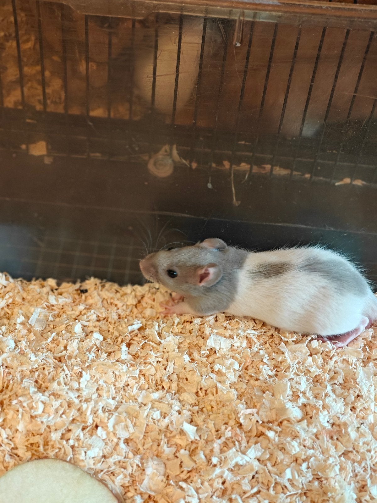 3 tamme rittens man te koop #, Rat, Mannelijk, Mei, Tam