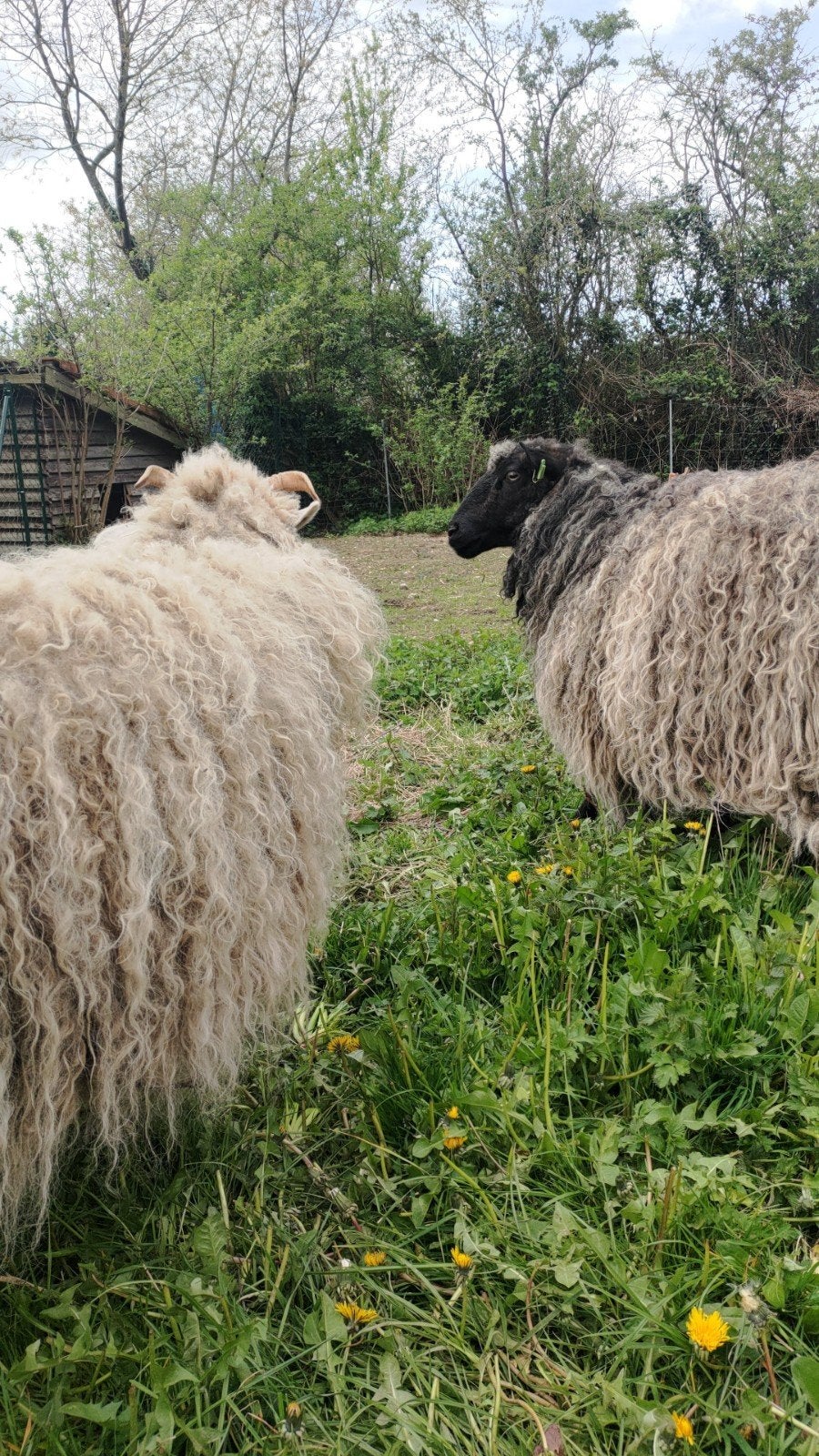 levend grasmaaier /schapen zoeken een tijdelijk plek