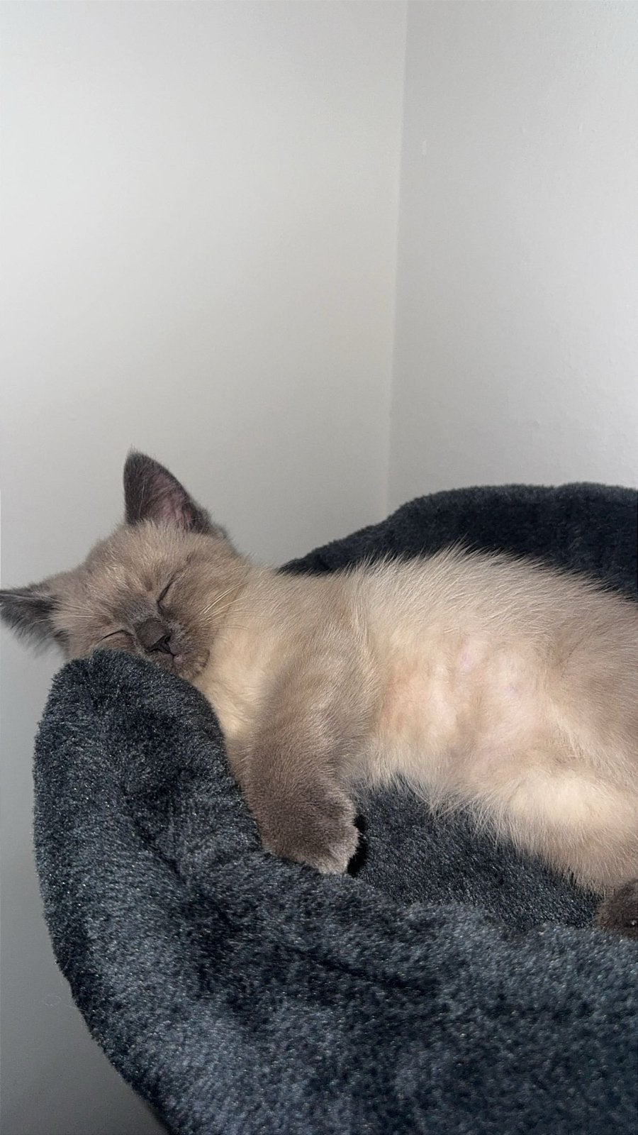 Britse korthaar kitten, Dieren en Toebehoren, Poes