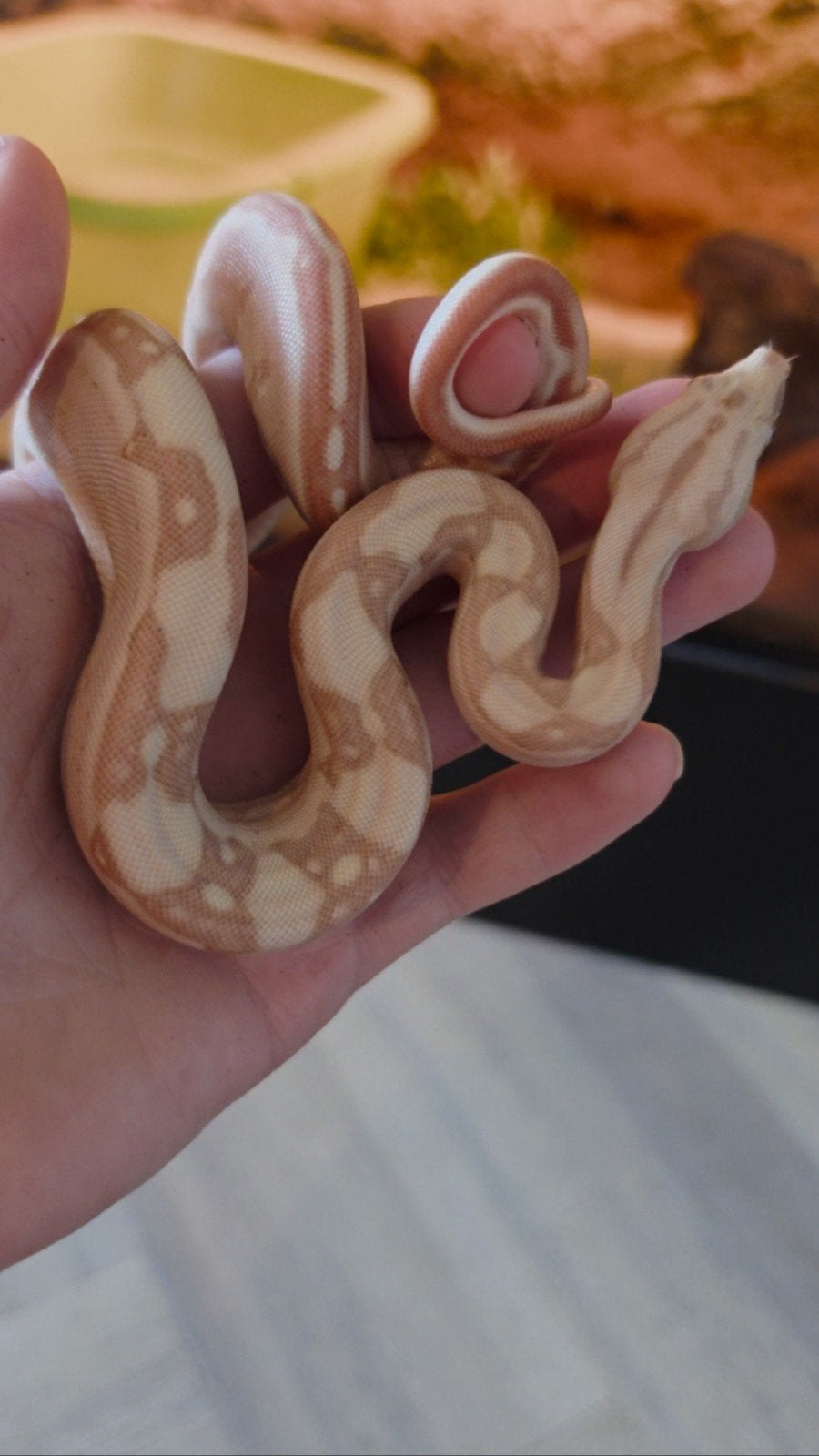 Boa Constrictor boa Morphs Vpi Super Hypo Crysal Fire Aztec Boa Constrictor photo 2