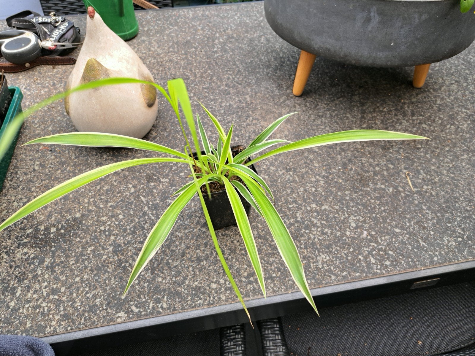 te koop rietlelie, Ophalen, Overige soorten, Minder dan 100 cm, Bloeiende kamerplant
