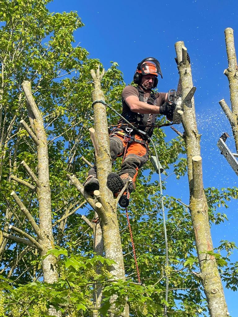 Bomen, Ophalen of Verzenden, Volle zon, Overige soorten