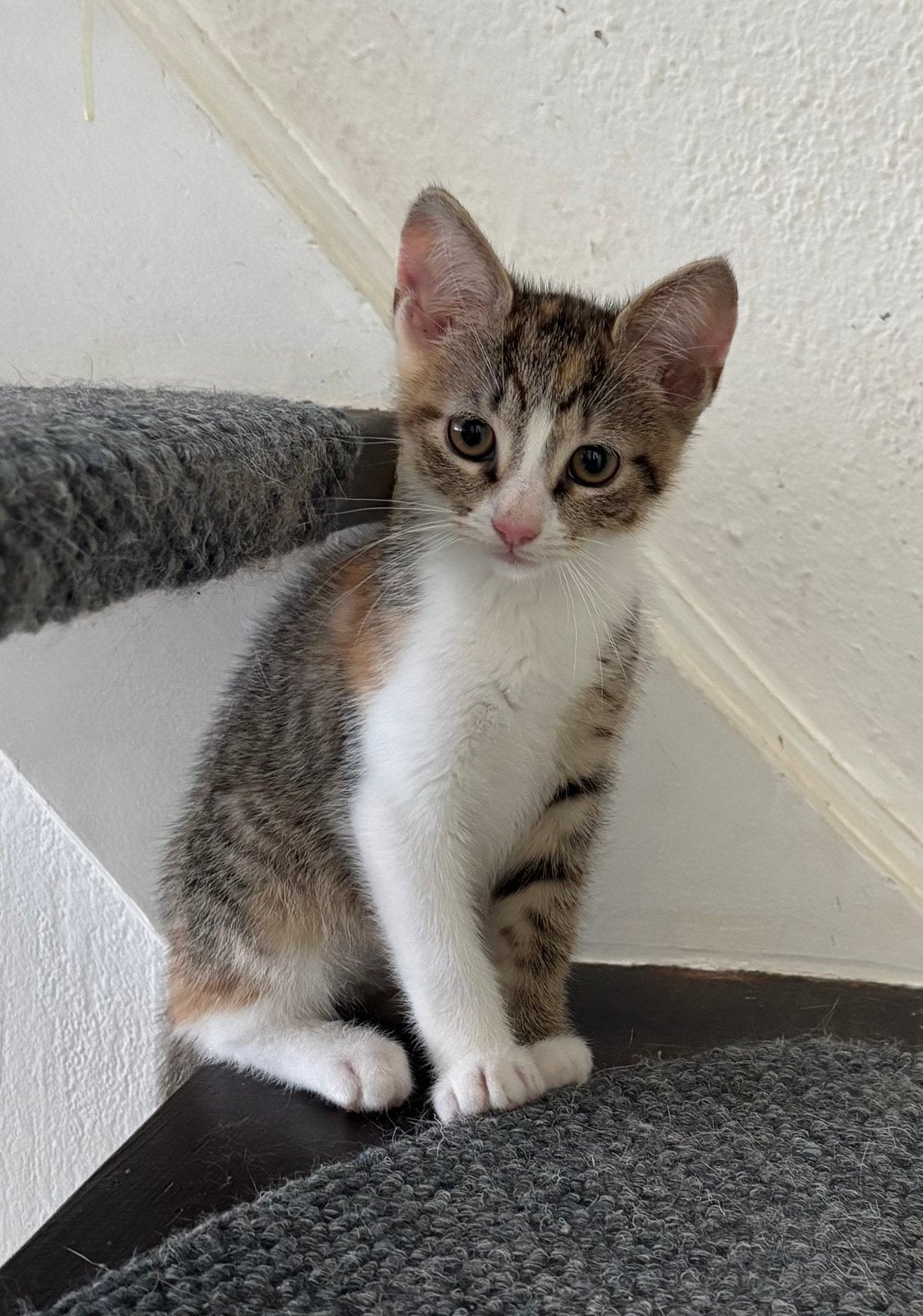 Gratis: Kitten zoekt een huisje, Kater, Kortharig, 0 tot 2 jaar