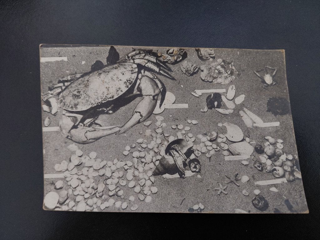 Schelpdieren, o.a. Krab, ongelopen,, Verzamelen, Ansichtkaarten | Dieren, Verzenden, 1960 tot 1980, Ongelopen, Waterdier