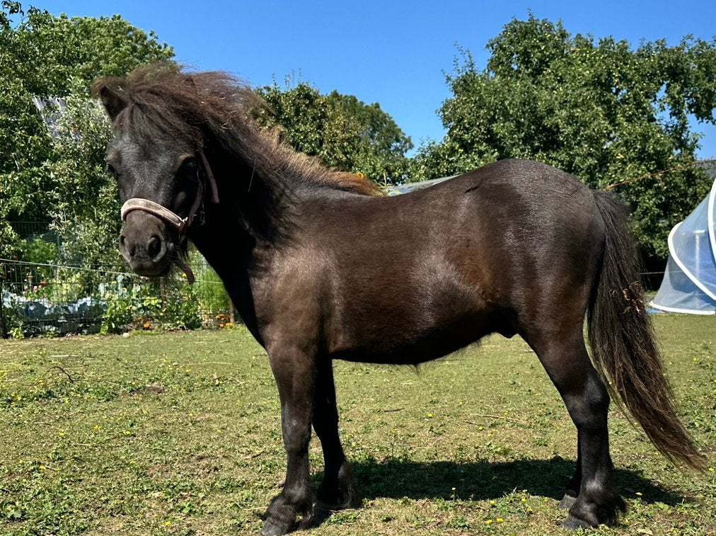 Lief donkerbruin jaarlinghengstje, Dieren en Toebehoren, Hengst, Niet van toepassing, A pony (tot 1.17m), 0 tot 2 jaar