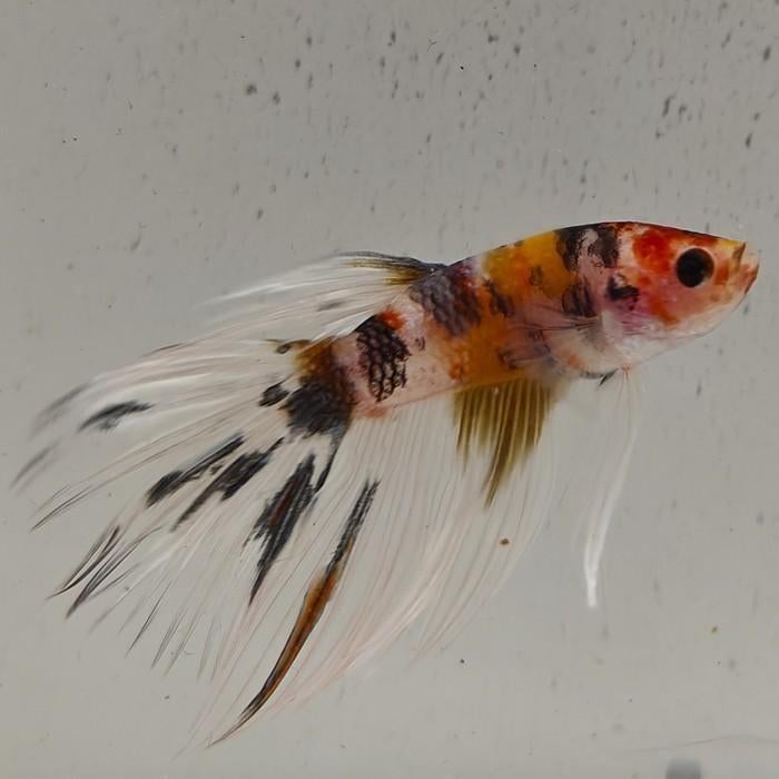 Betta splendens man 62, Dieren en Toebehoren, Vis