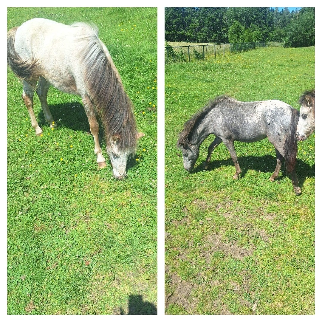 Bijzondere 1 jarige merries., Dieren en Toebehoren, Pony's, Merrie, B pony (1.17m tot 1.27m), 0 tot 2 jaar