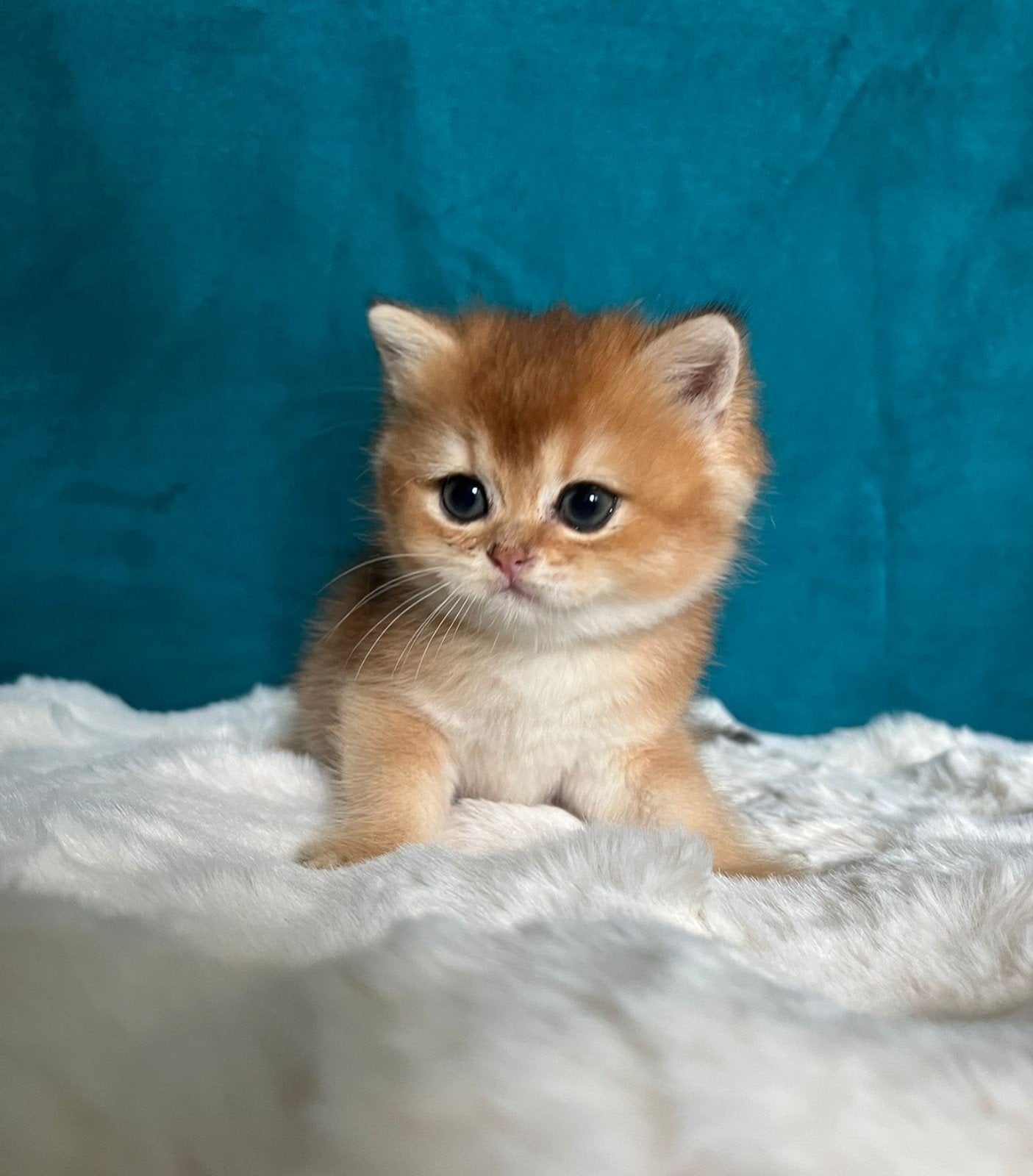 Prachtige Brits/britse korthaar kittens uit kampioenslijnen!, Dieren en Toebehoren, Katten en Kittens | Raskatten | Korthaar, Meerdere dieren