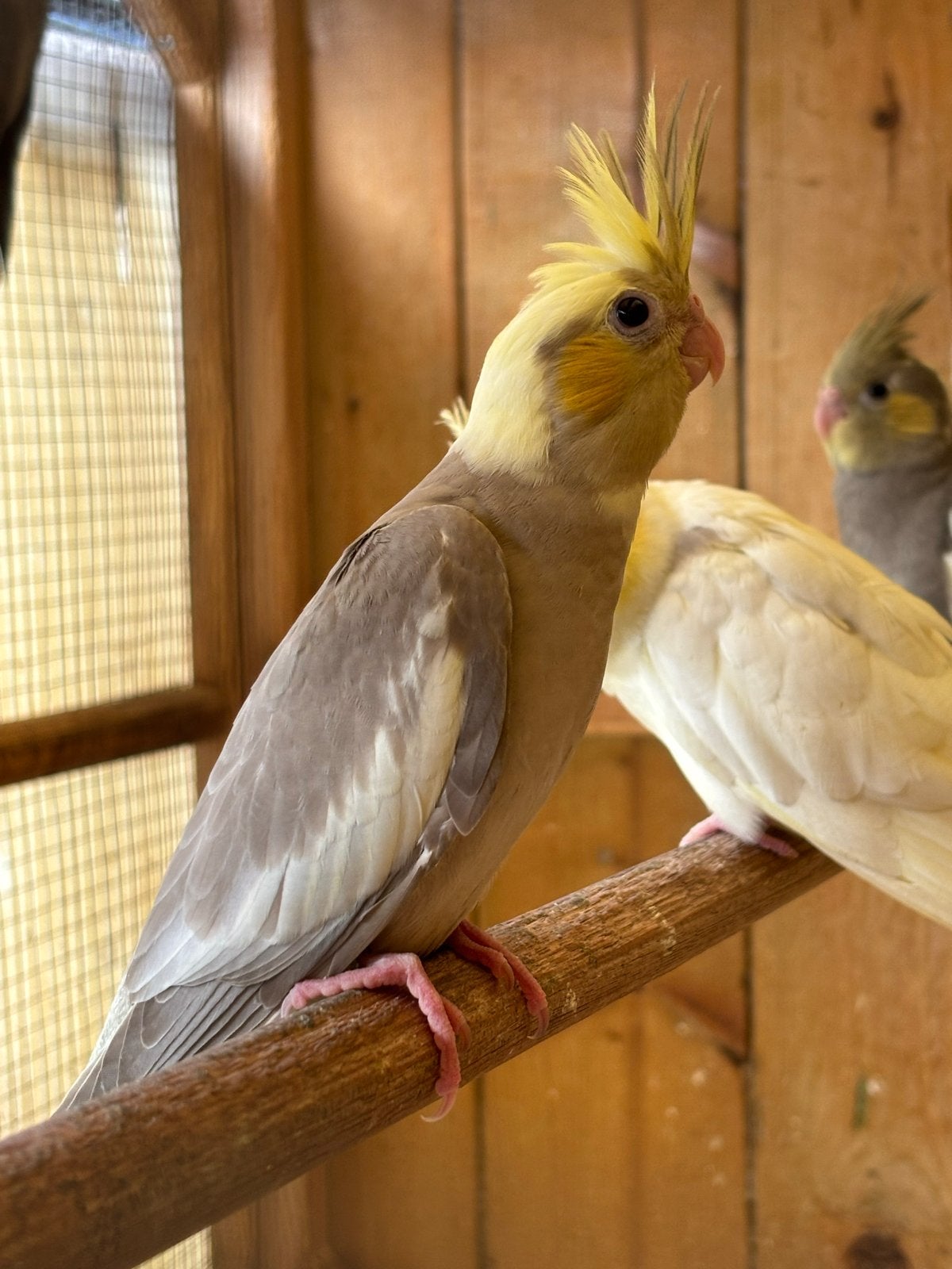 Cinnamon valkparkiet, Dieren en Toebehoren, Geslacht onbekend, Parkiet