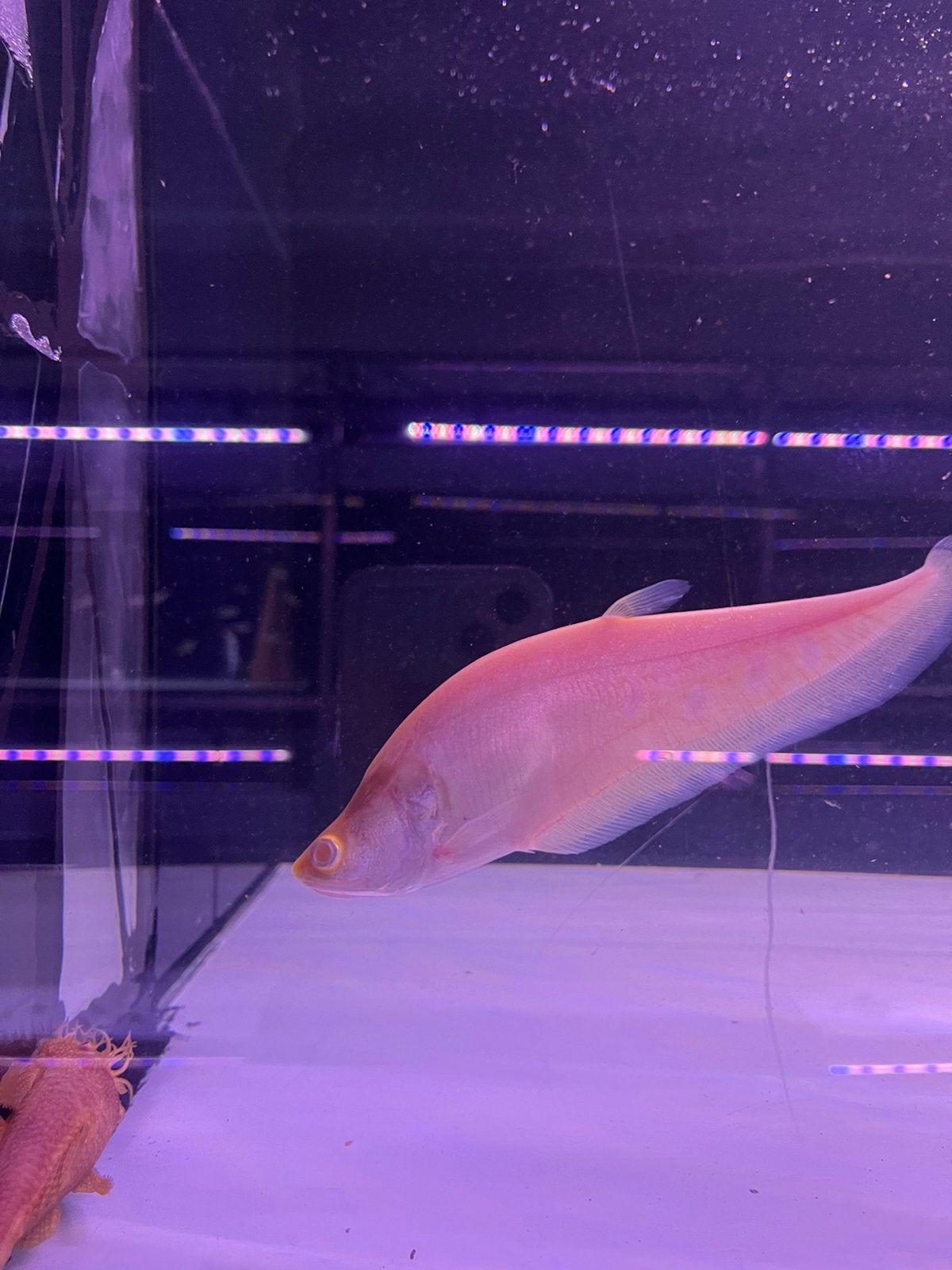 Dollar mesvis albino, Vis