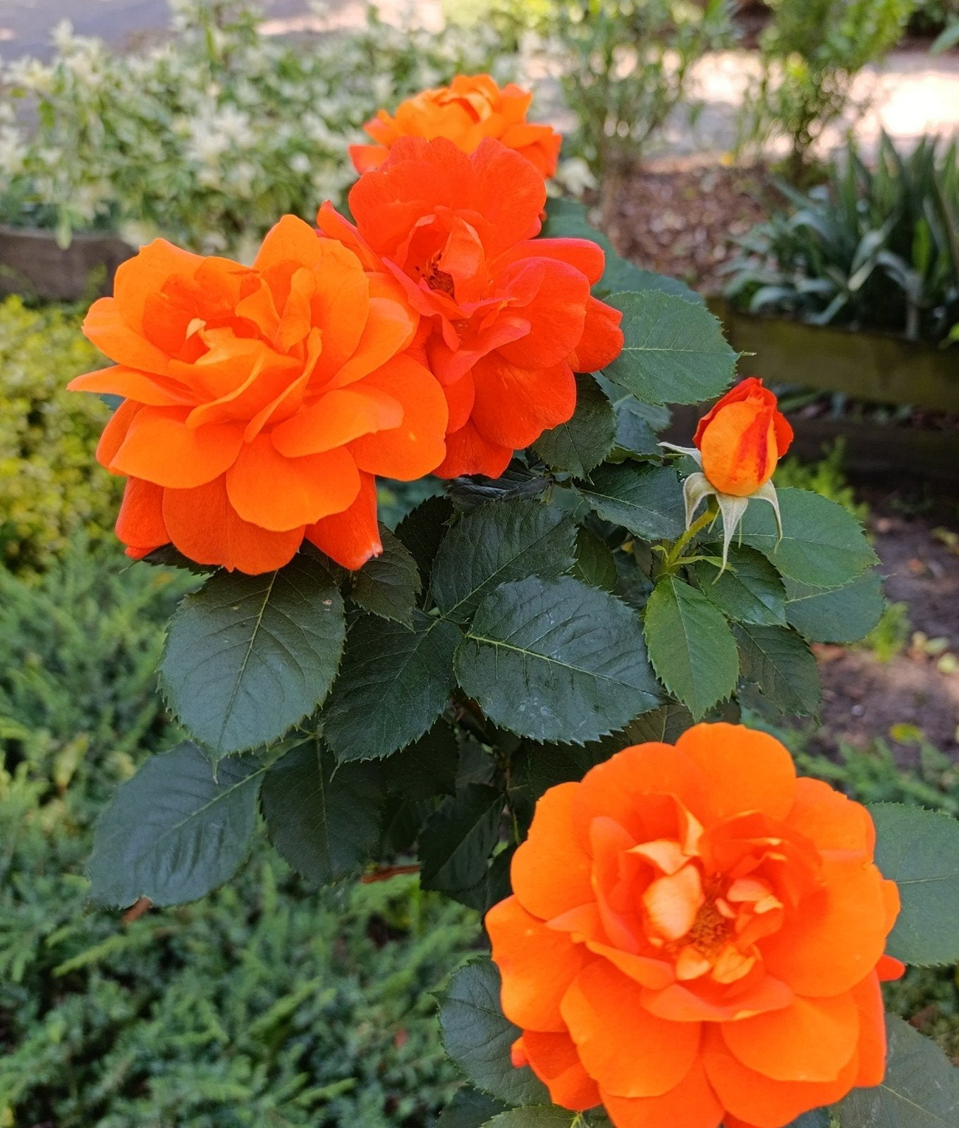 rozen boompje, meter stamhoogte, Ophalen