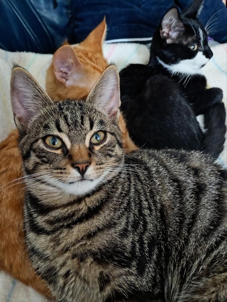 Ontzettend lieve katertjes 💞, Kater