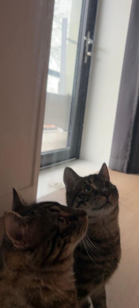 3 lieve broertjes 1 jaar, Kater, Gechipt