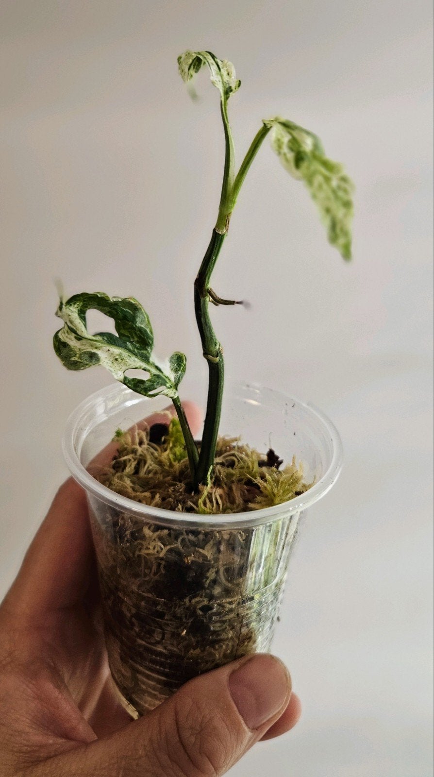 Monstera Frozen Freckles, mooie Variegata #3, Ophalen of Verzenden, Halfschaduw, Minder dan 100 cm