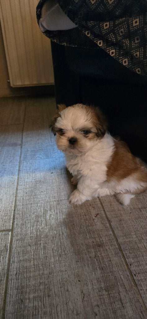 Mooie lieve Shih-tzu pup, Dieren en Toebehoren, Eén hond, Nederland, Particulier, Reu