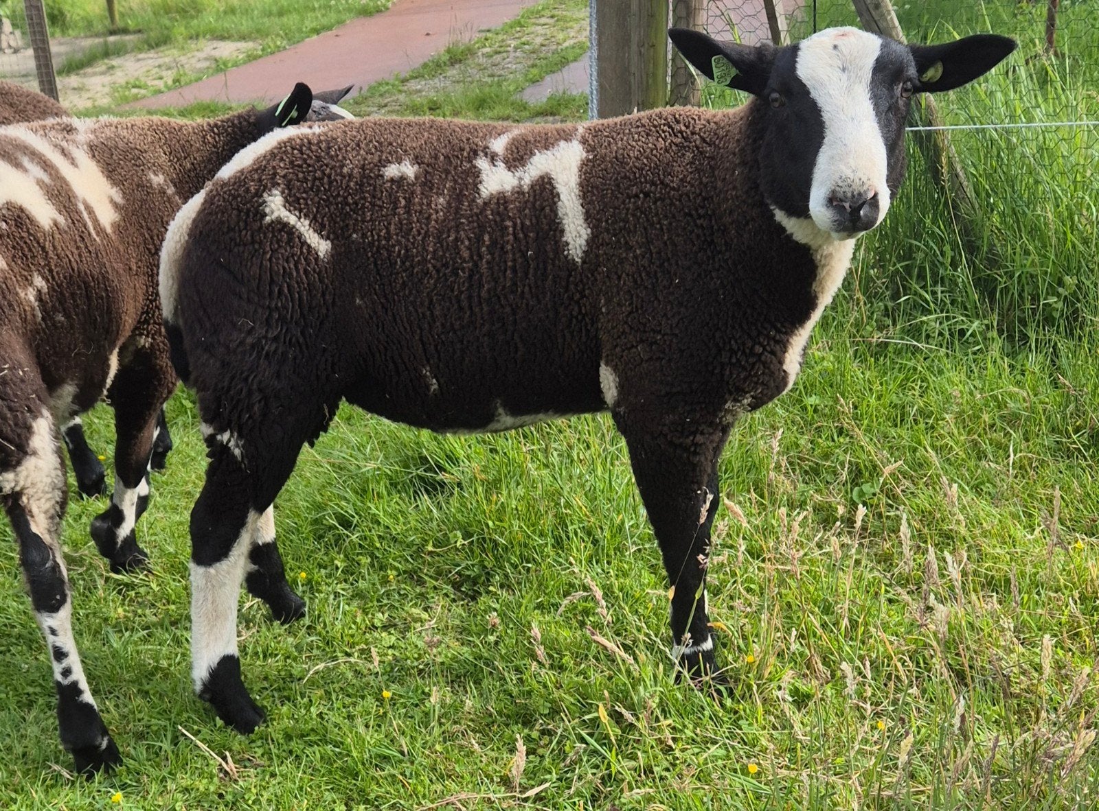 Bonte ram, Mannelijk, Schaap, 0 tot 2 jaar