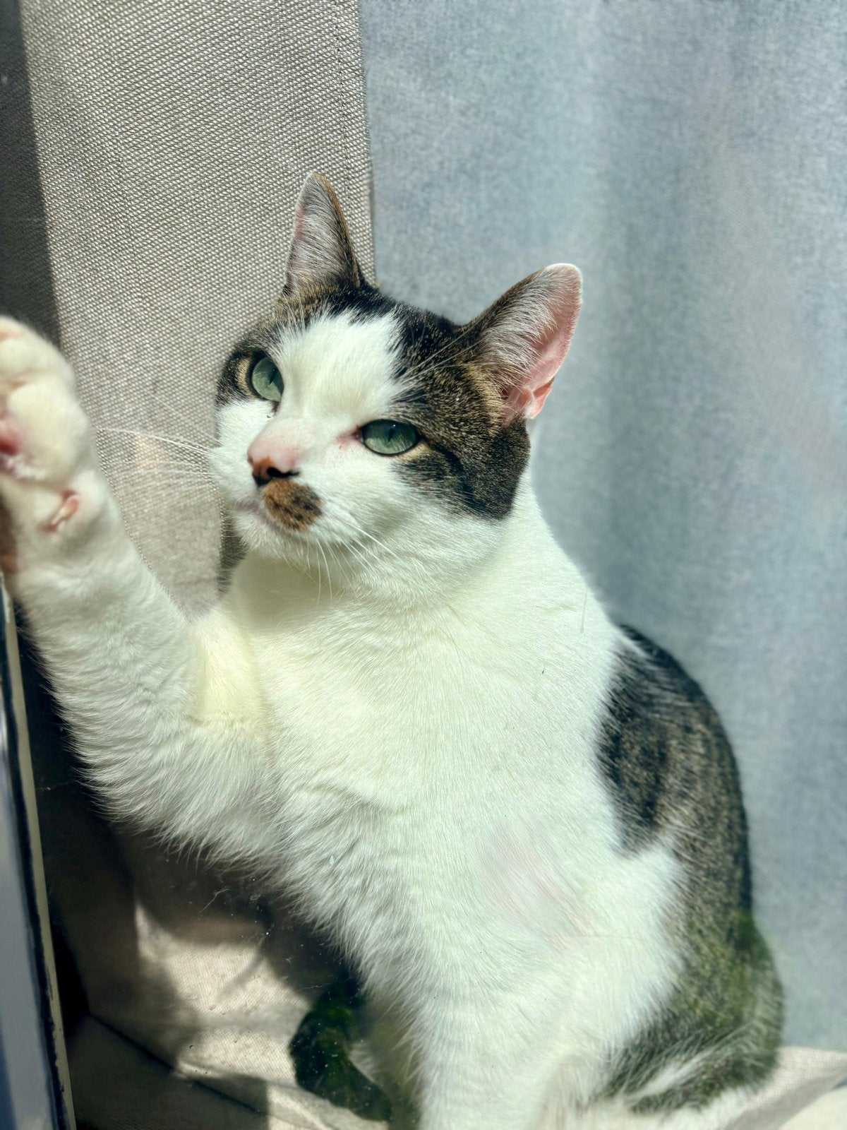 Zeer lieve, prachtig mooie kater zoekt liefdevolle huis, Kater, Kortharig, 3 tot 5 jaar