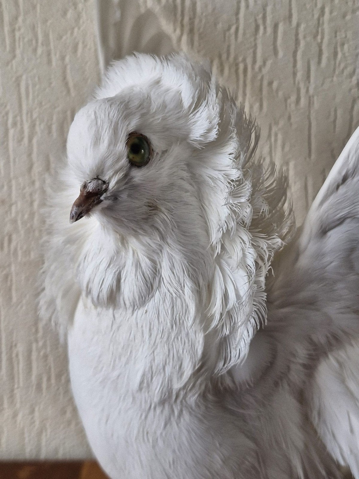 Een prachtige opgezette bizare witte duif met open vleugels!, Ophalen of Verzenden, Nieuw, Vogel, Opgezet dier
