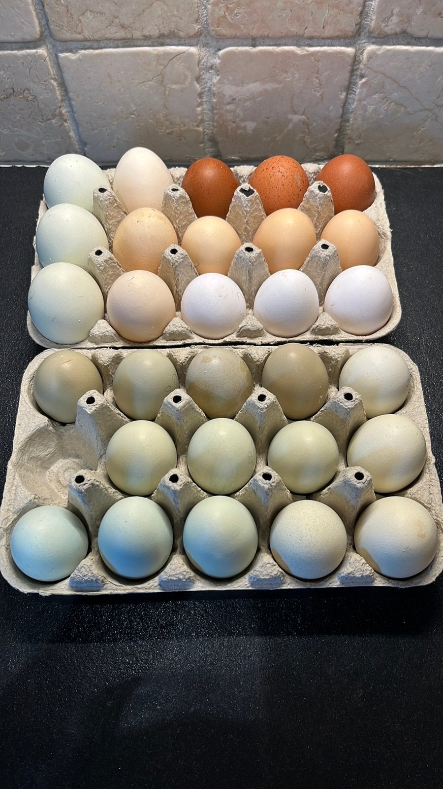 Broedeieren van kleurleggers, biologisch, Geslacht onbekend, Kip