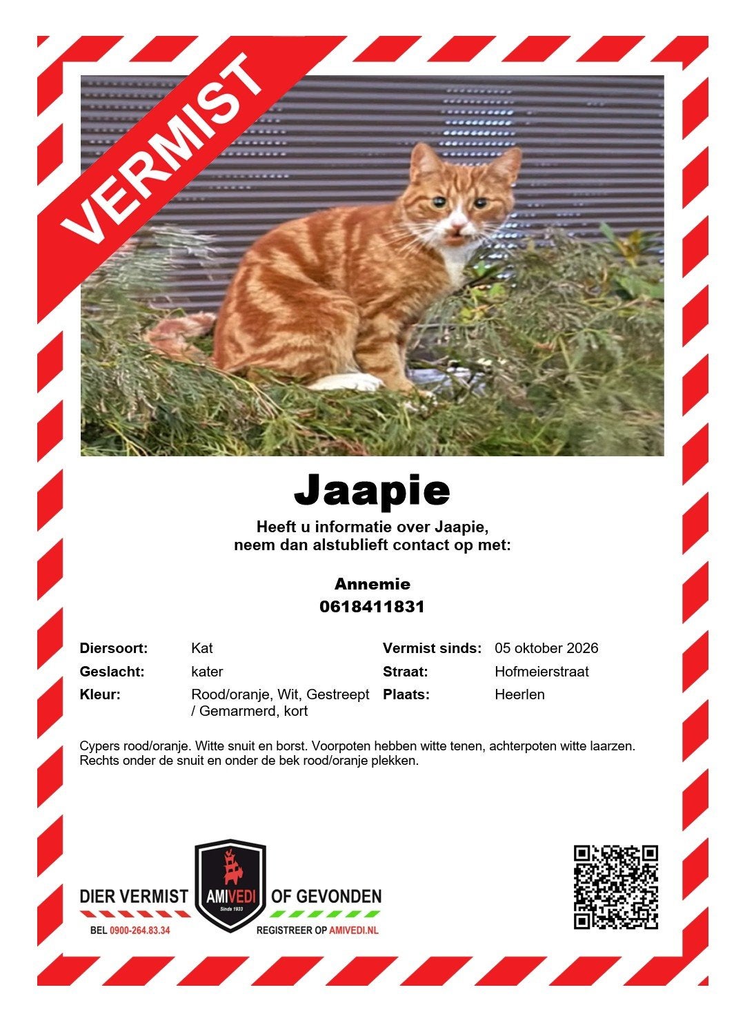 Jaapie, Dieren en Toebehoren, Kat