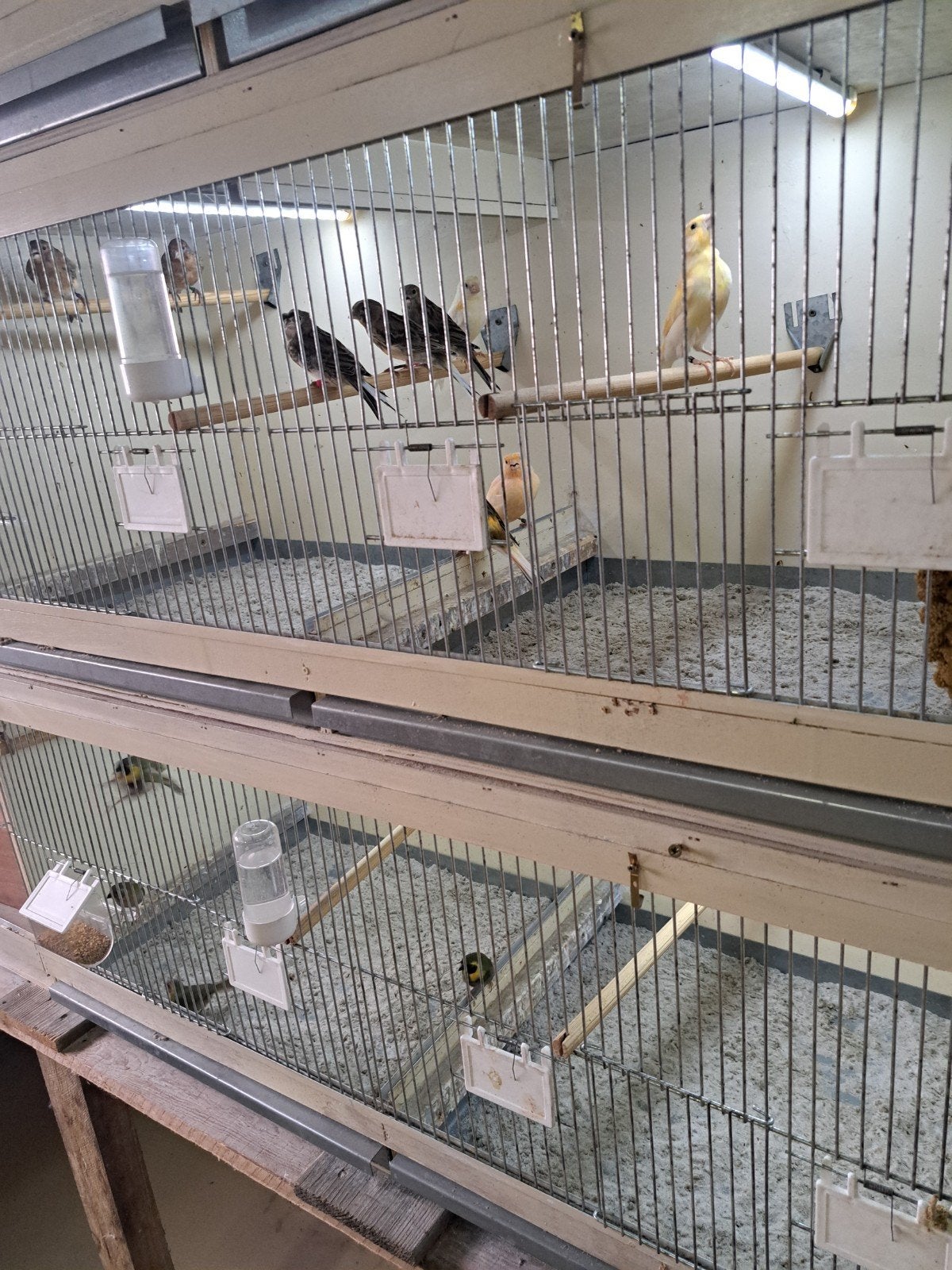 jonge harlekijn kanaries, Meerdere dieren, Kleurkanarie