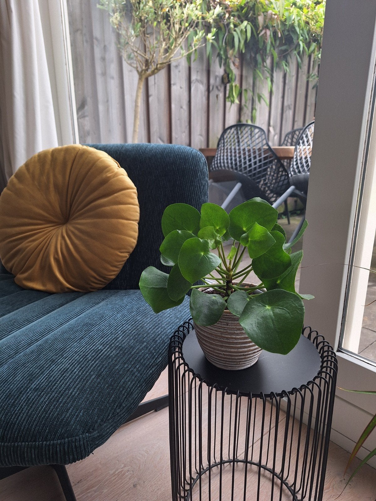 Pannenkoekenplant (Pilea peperomioides) in pot, Ophalen, In pot, Minder dan 100 cm
