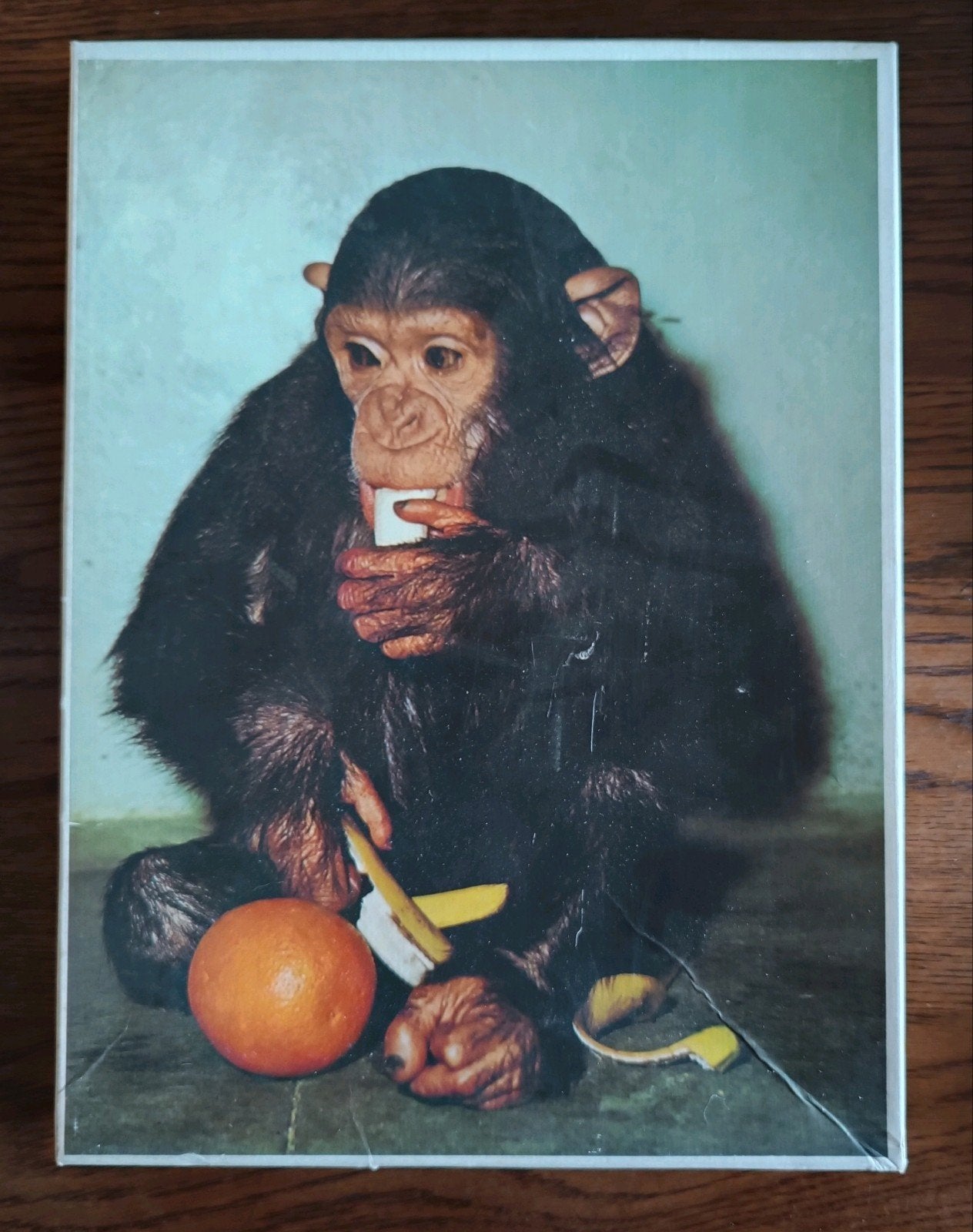 Vintage Dierenfoto-Puzzel Chimpansee 99 Stukjes Jaren '70, Ophalen of Verzenden, Meer dan 50 stukjes, Gebruikt, 2 tot 4 jaar