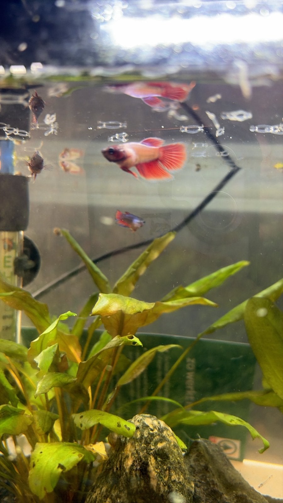 Baby betta/kempvis visjes mannen en vrouwen, Dieren en Toebehoren, Vis, Zoetwatervis