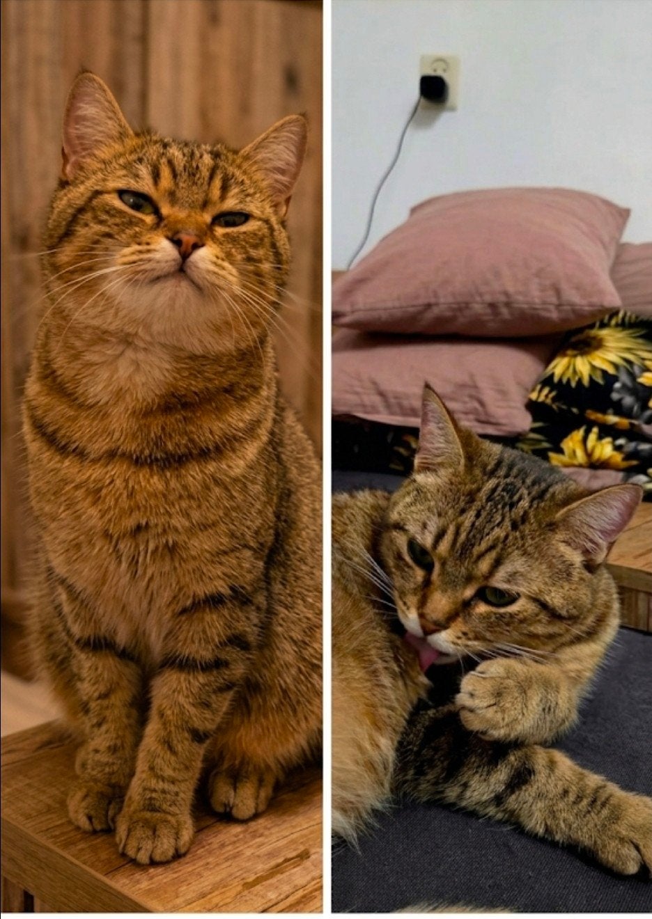 Britse korthaar kruising Poesje, Dieren en Toebehoren, Poes, Gechipt, 0 tot 2 jaar