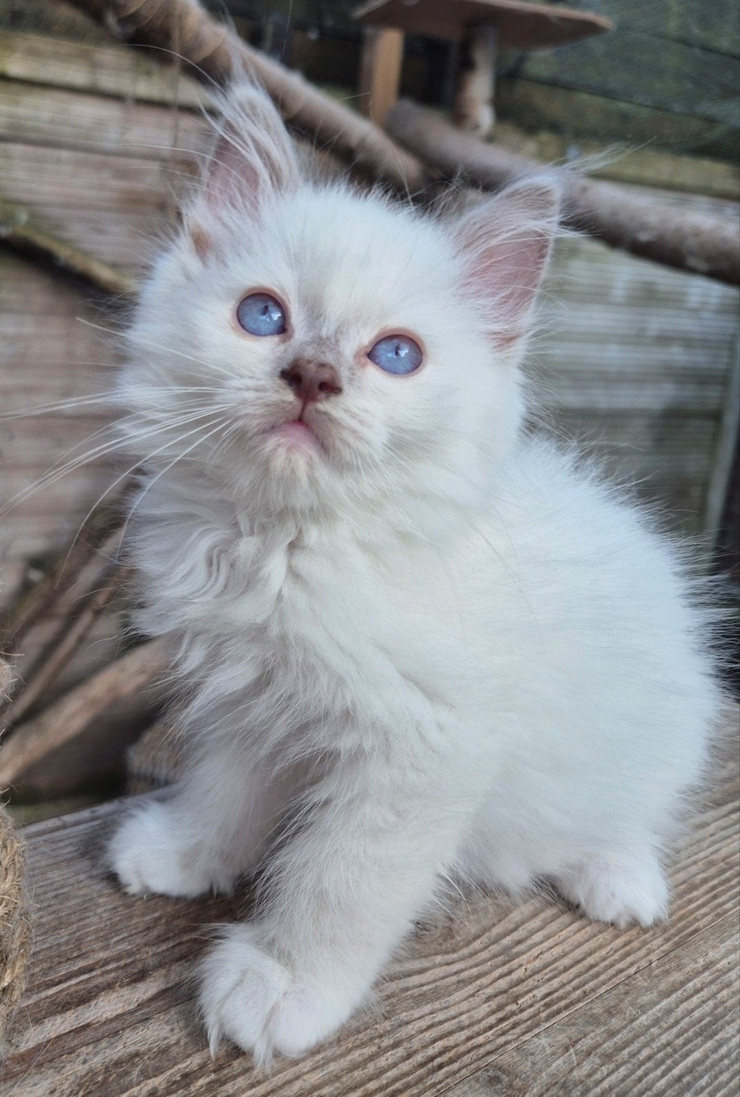 Ragdoll lilacpoint mitted katertje, volledig geënt, met chip, Meerdere dieren, Ontwormd