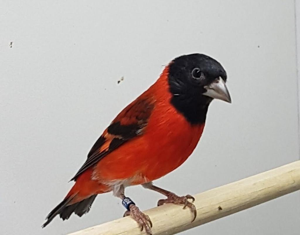 Kapoetsensijs man, Dieren en Toebehoren, Vogels | Overige Vogels, Mannelijk