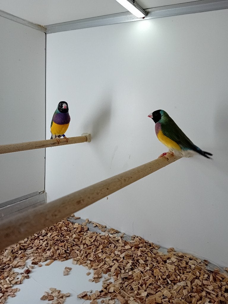 koppel gouldamadines, Dieren en Toebehoren, Meerdere dieren, Tropenvogel, Geringd