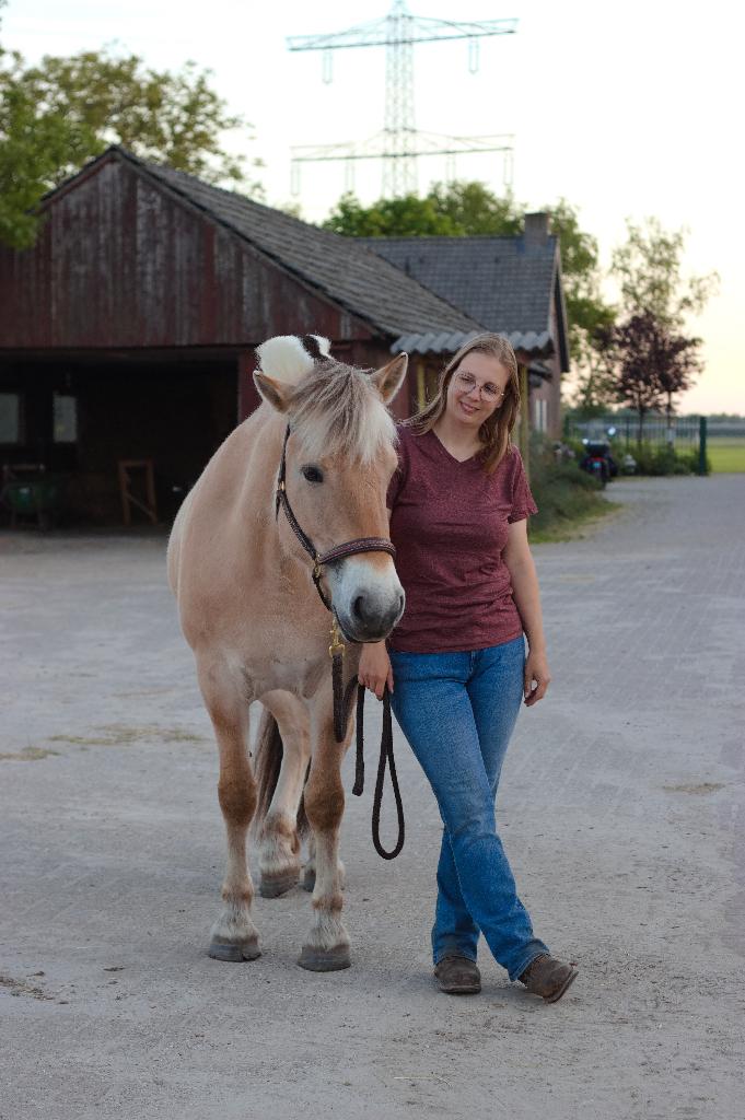 Gezocht omg Veldhoven: 24/7 buiten stalling, Stalling, 1 paard of pony