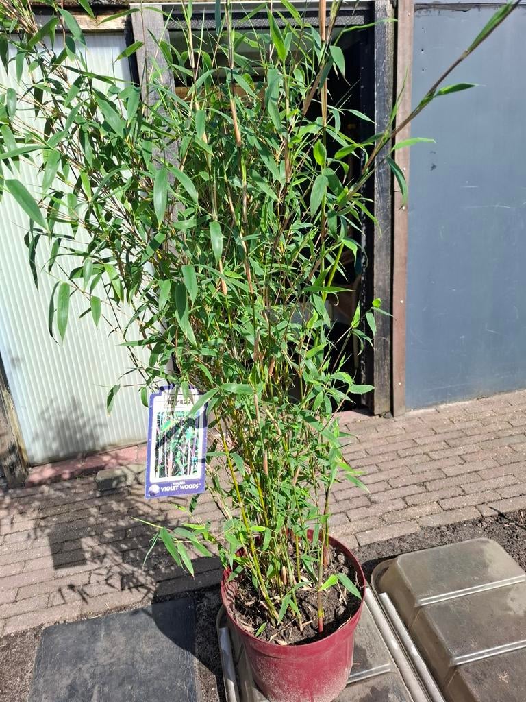 Te koop bamboe fargesia violet Woods  1.25 hoog, Tuin en Terras, Planten | Tuinplanten, Ophalen, Bloeit niet, Overige soorten