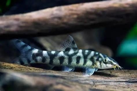 botia lohachata 4-5 cm €9,95, Dieren en Toebehoren, Vissen | Aquariumvissen, Vis, Zoetwatervis