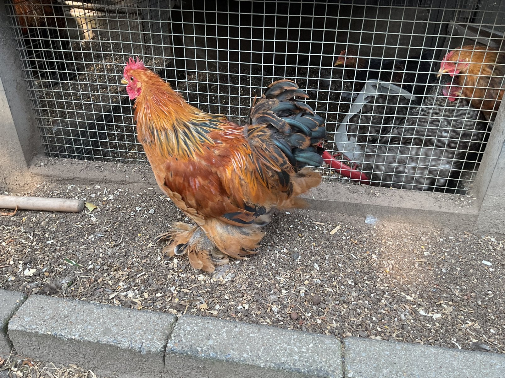 Heel mooi Cochin krielhaan, mooie kleuren! 6 maanden oud., Dieren en Toebehoren, Ophalen