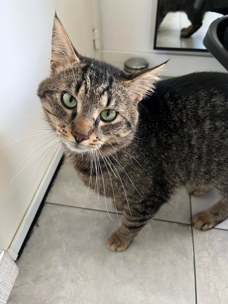 Kater (kiwi), Dieren en Toebehoren, Katten en Kittens | Dekkaters