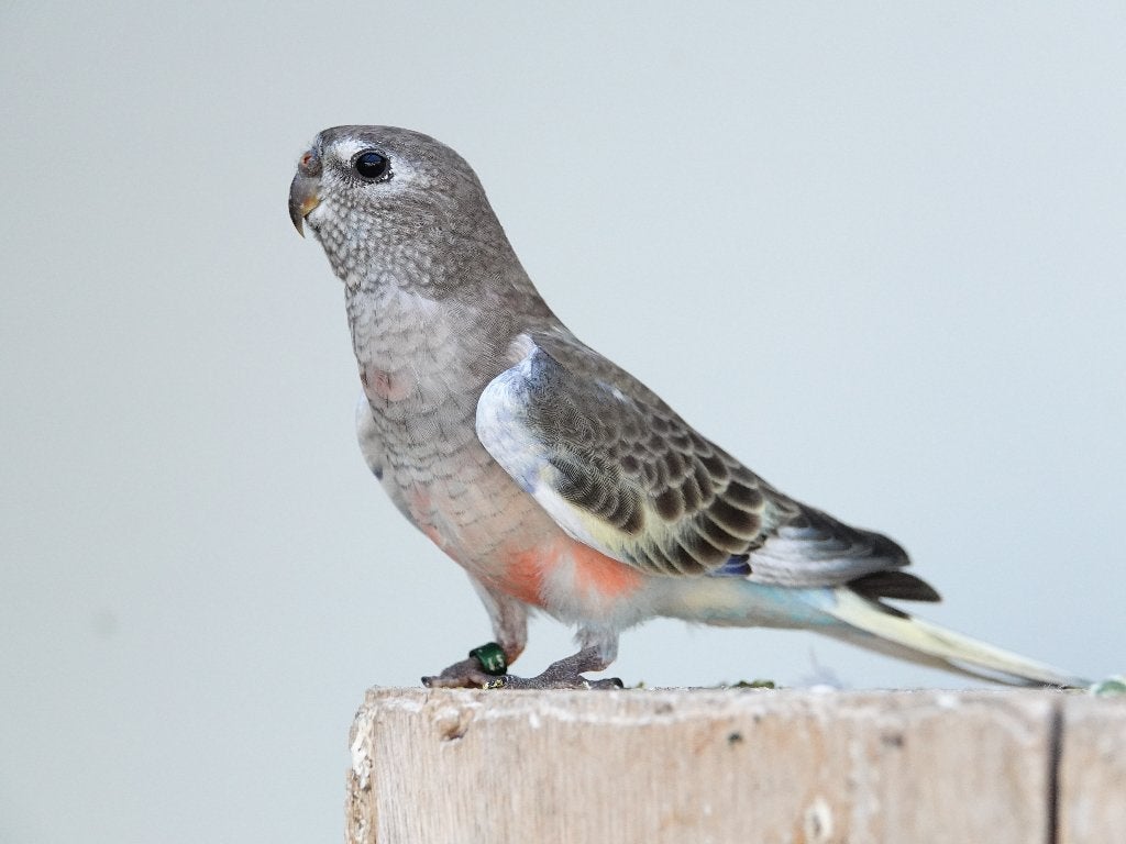 Te koop: bourkeparkiet man gezoomd, Mannelijk, Parkiet, Geringd