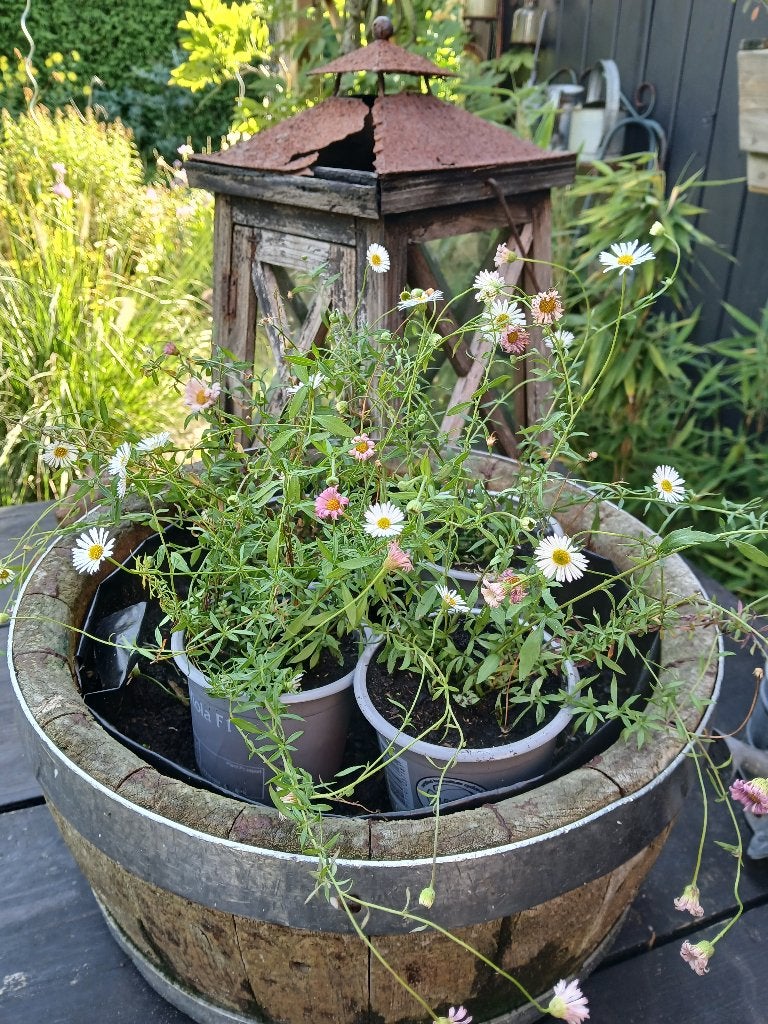 mexicaans margrietje stekjes - plantstekjes, Ophalen of Verzenden, Overige soorten, Volle zon