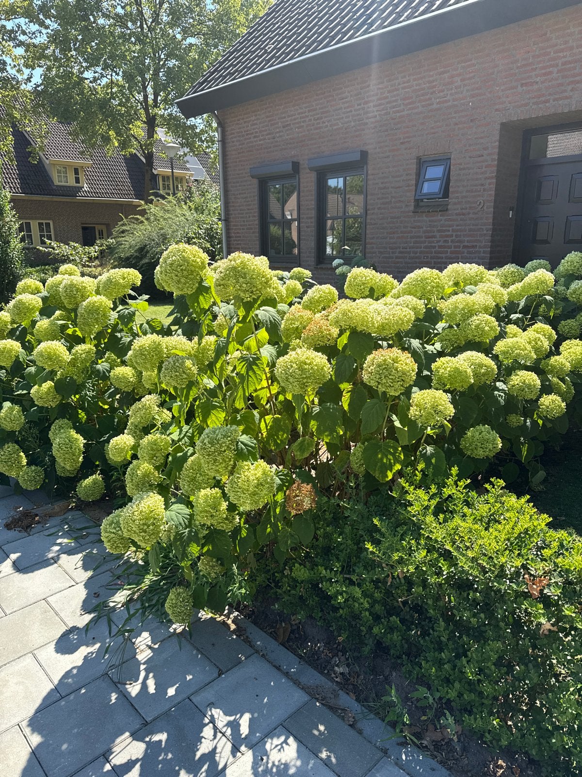 14 Hortensia planten - zelf uitgraven en ophalen, Overige soorten, Vaste plant, Ophalen of Verzenden, Halfschaduw